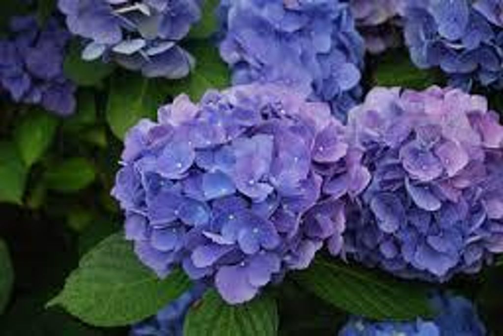 Jacqueline Hager Flood