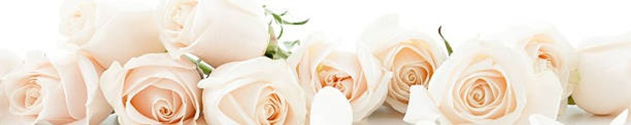 Cover for Constance "Connie" Fawn Palmer Edholm's Obituary