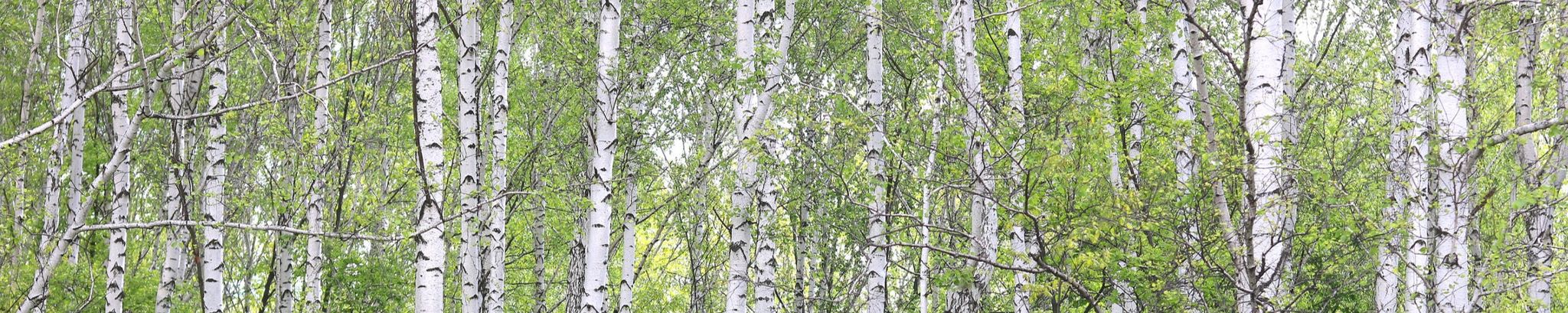 Cover photo for Kari Lindholm-Johnson's Obituary
