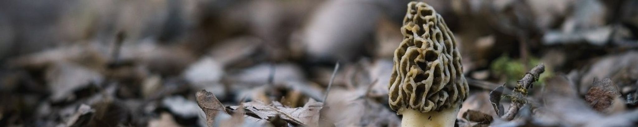 Cover for Johnny Paul Dawson's Obituary