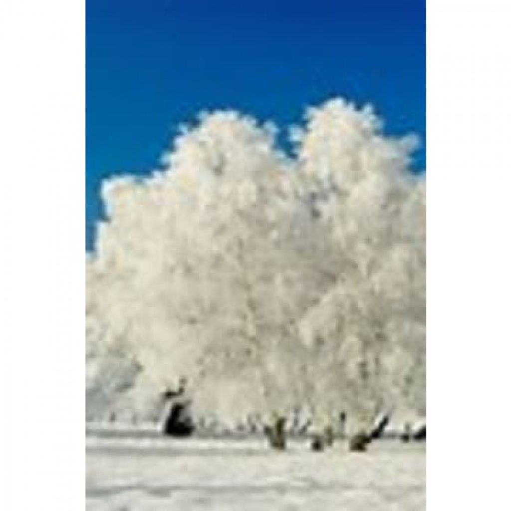 Claribel Pedrosa Profile Photo