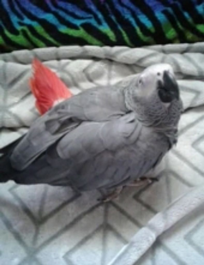Cody Bird Alexander