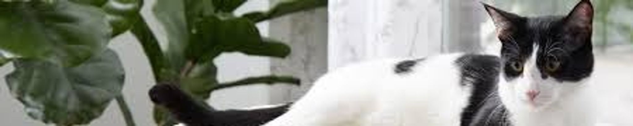 Cover photo for Phyllis Jean Markham's Obituary