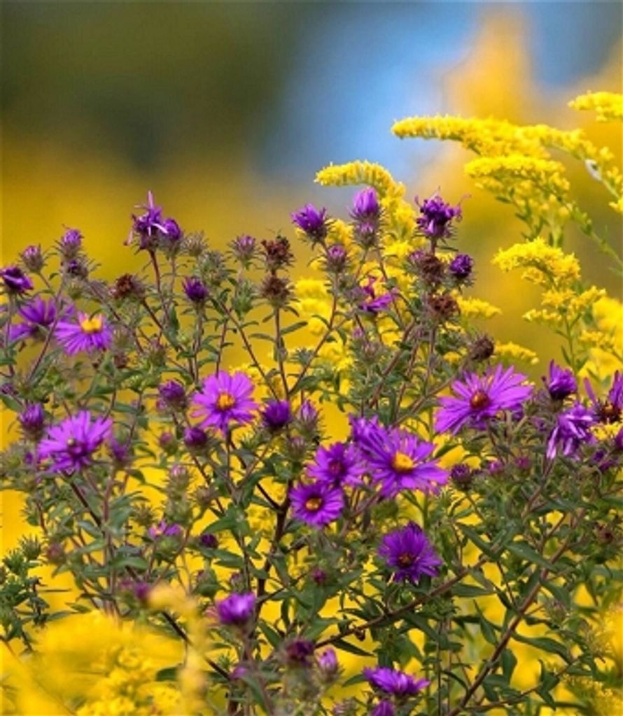 Barbara Ann Riddle Profile Photo