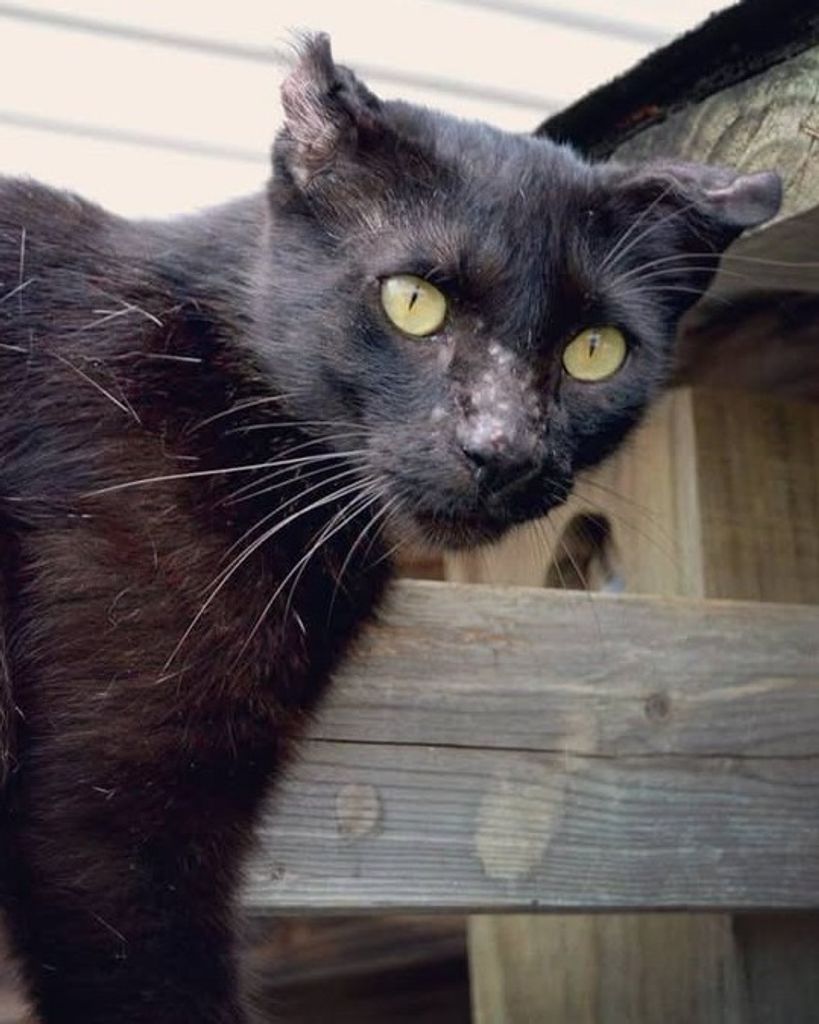 Black Cat 🖤 Profile Photo