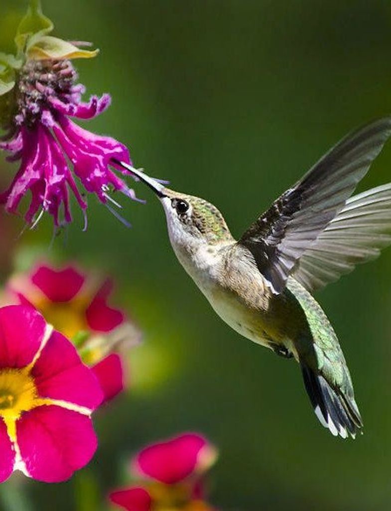 Judy Kay Ball Profile Photo