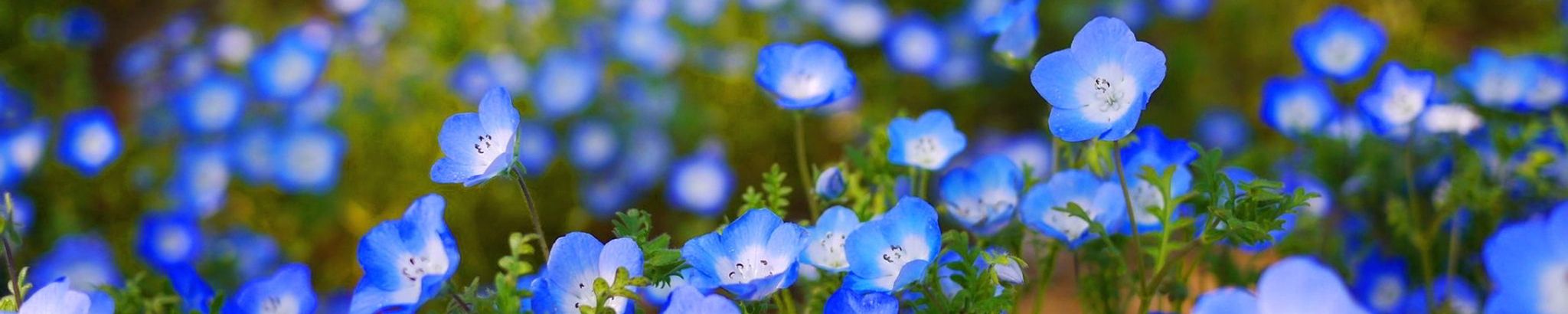 Cover for Sandra Gordon's Obituary