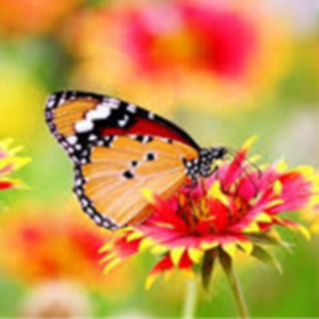 Adelle Victoria Shanta