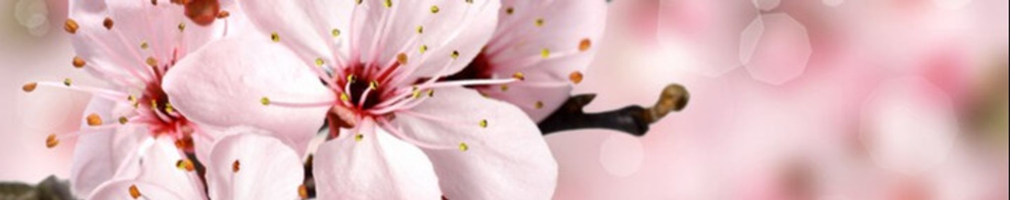 Cover for Diana Michelle Espinoza's Obituary