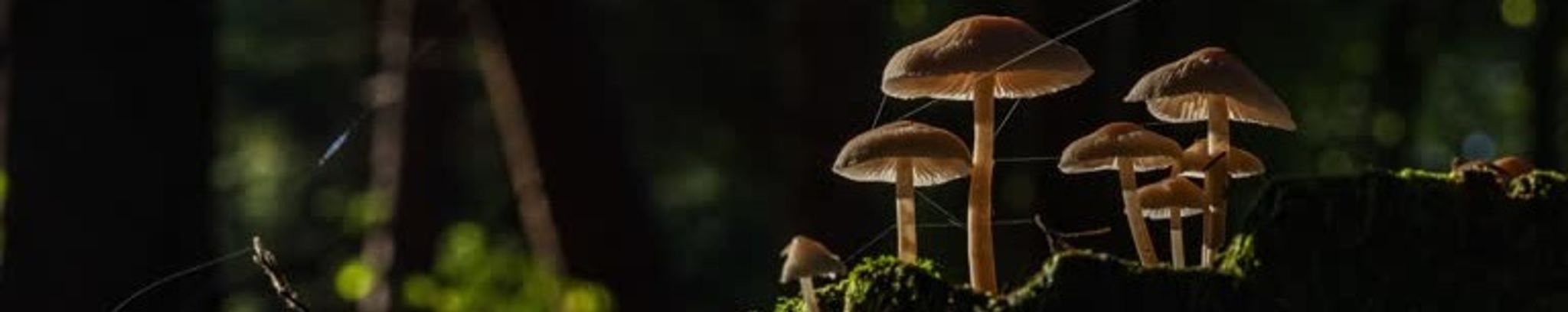 Cover for Olivia Rose Meighen's Obituary