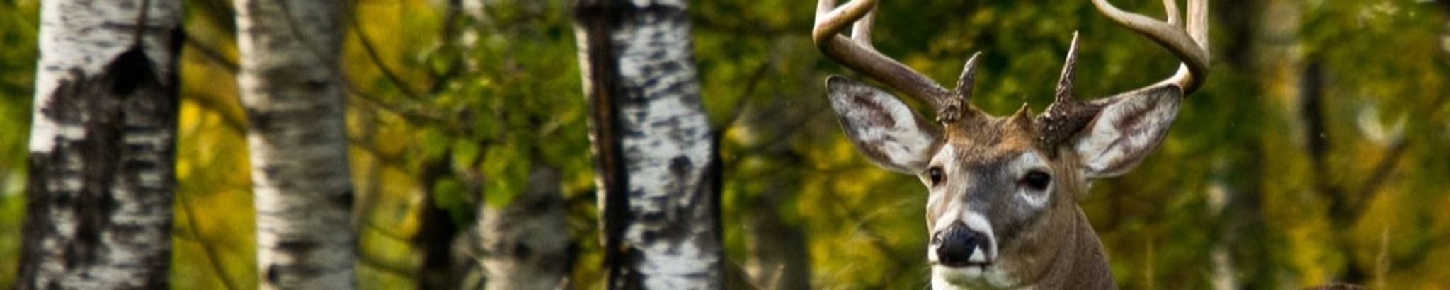 Cover for Michael David Harper's Obituary