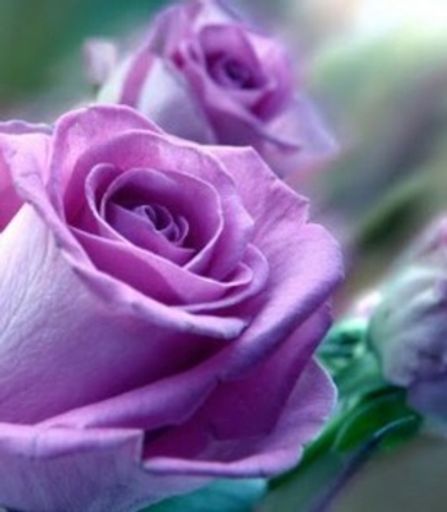 Frances Lillian Dooley Profile Photo