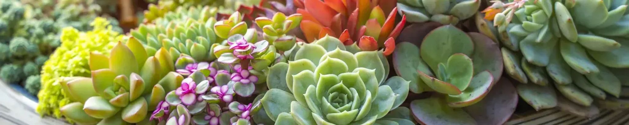 Cover for Debora "Debbie" Ann Hale's Obituary