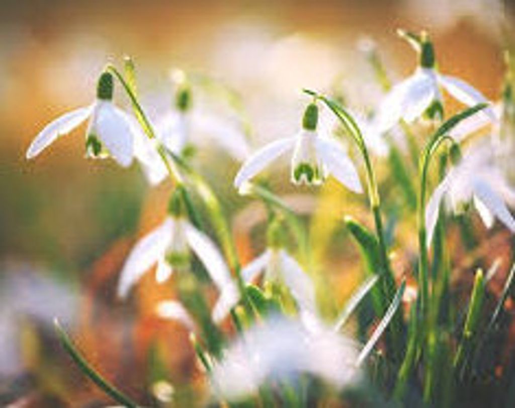 Leah Lynette Perkins