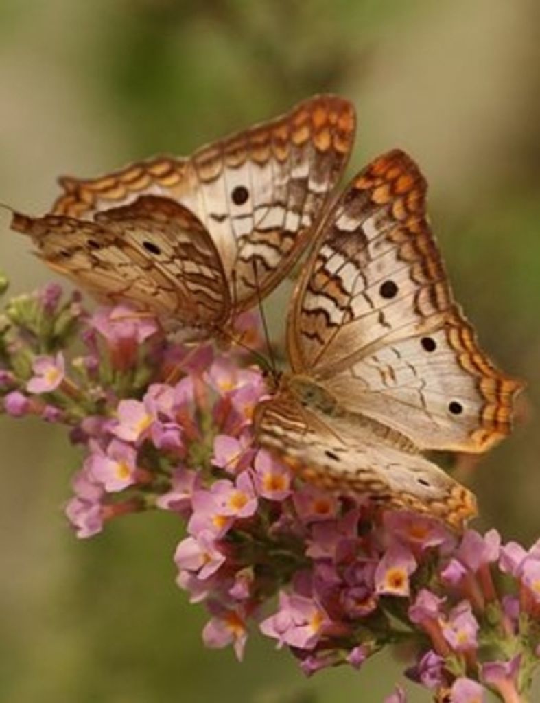 Barbara  Parker Brush