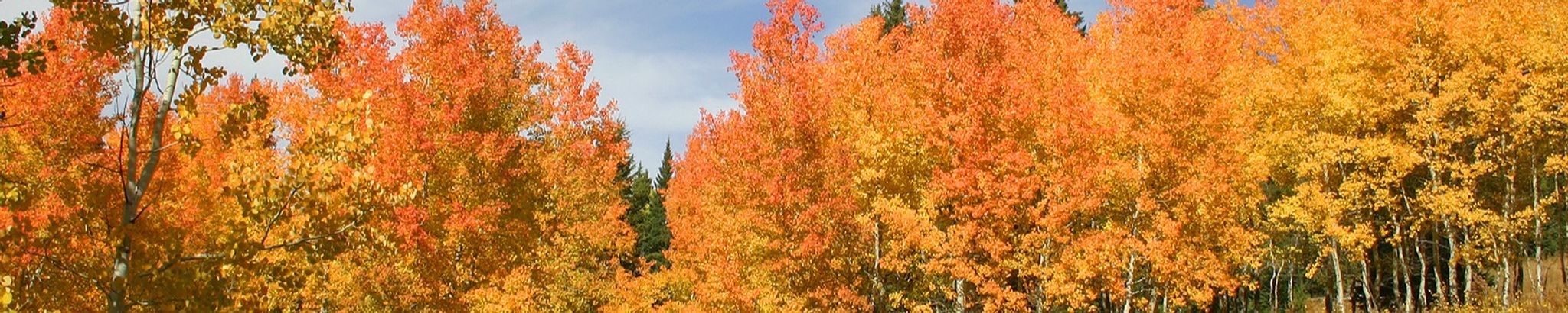 Cover for Jeff Judy's Obituary