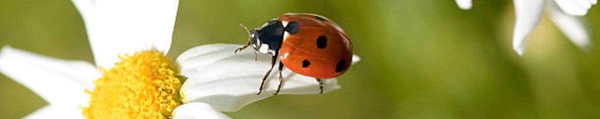 Cover for Iris Ball's Obituary