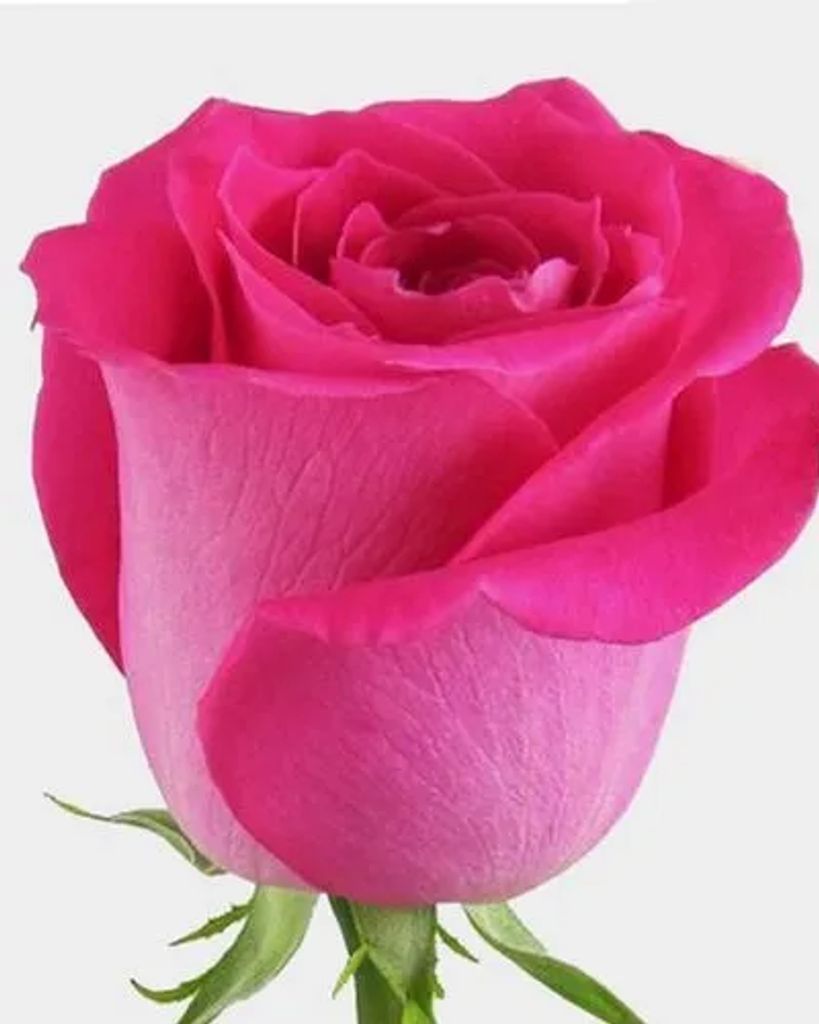 Eula Mae Cobb Profile Photo