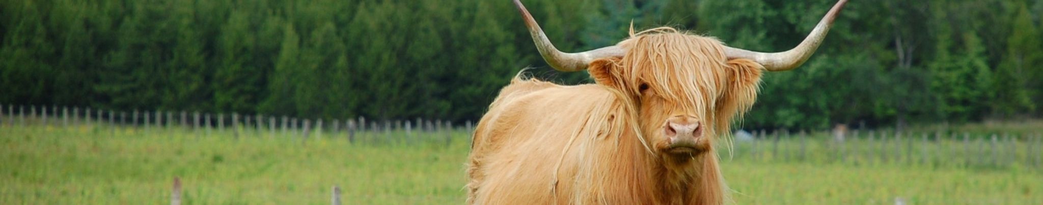 Cover for Katina Rose Todd's Obituary