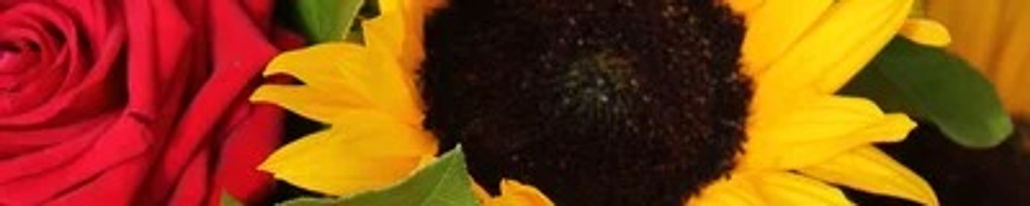 Cover photo for Shirley Yvonne (Duncan) Tudor's Obituary
