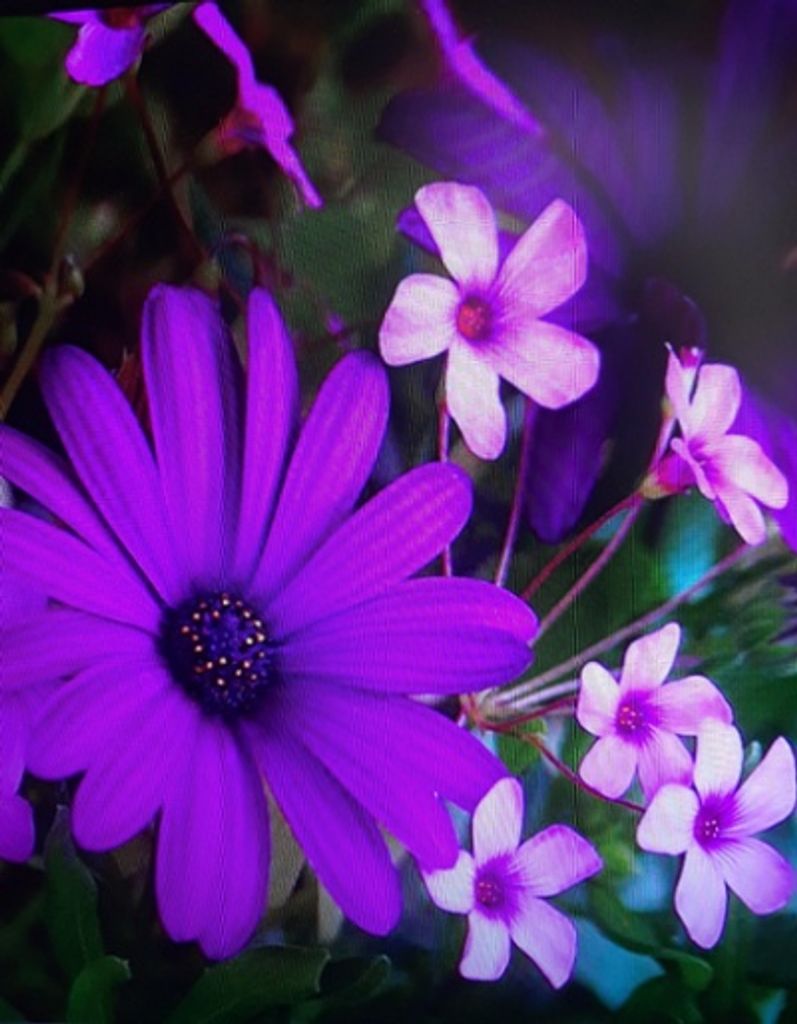 Carolyn Gray Profile Photo