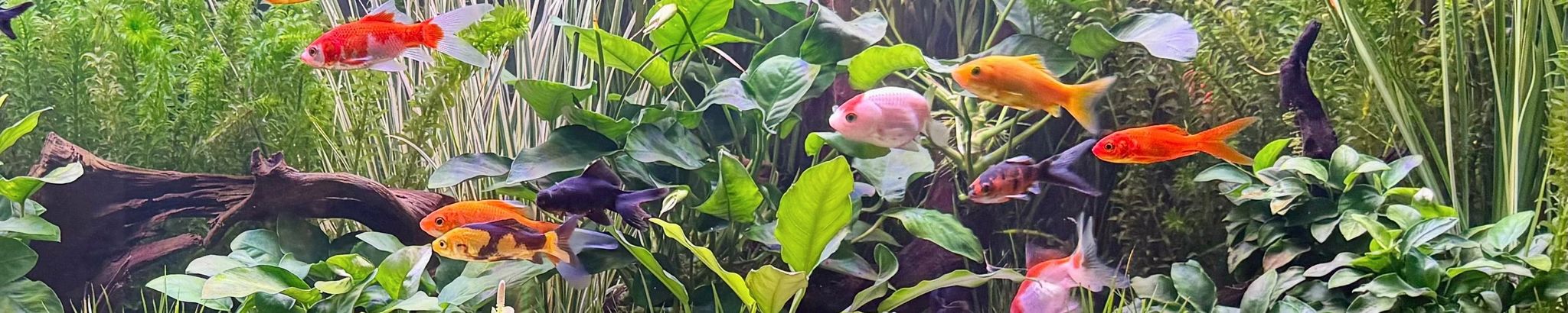 Cover for Don Hamilton's Obituary