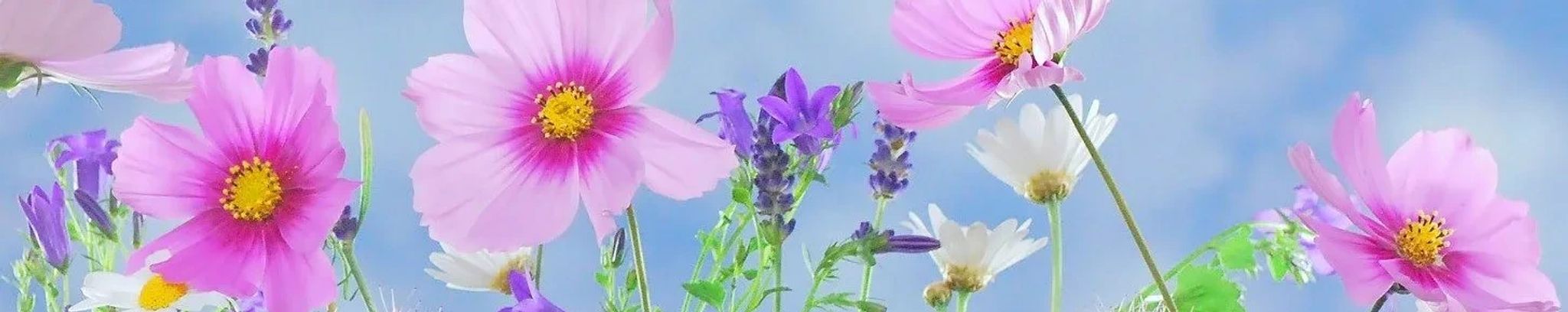 Cover photo for Winifred "Wini" C. Brennan's Obituary