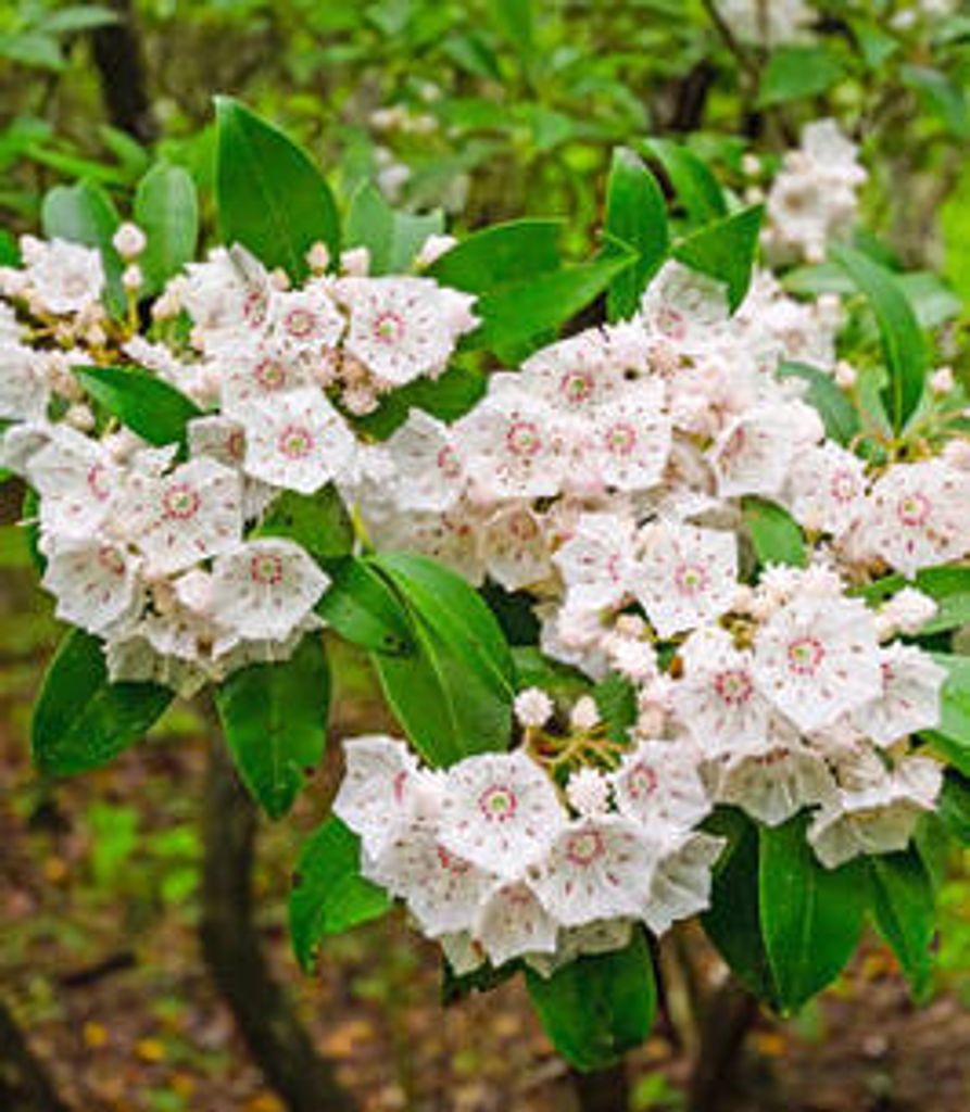 Priscilla Pearson Profile Photo