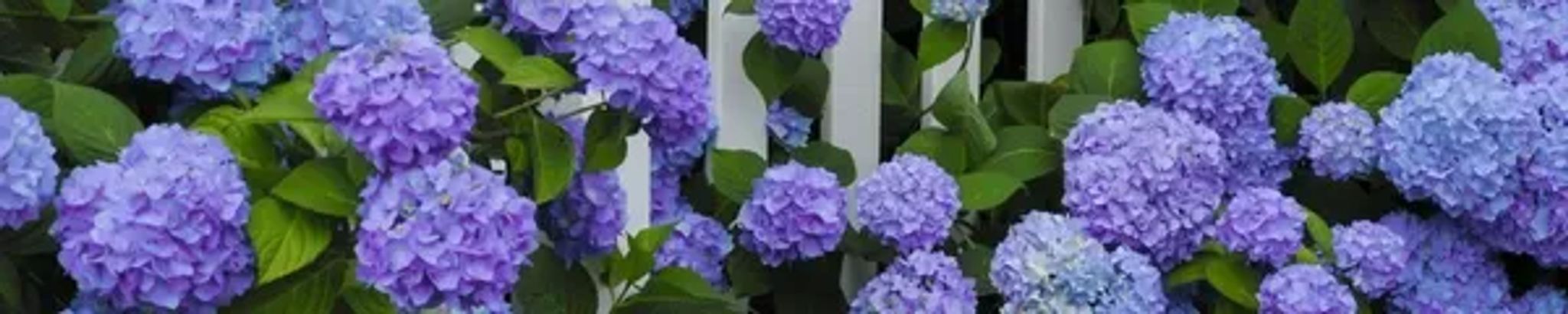 Cover photo for Dorothy M. Baxley's Obituary