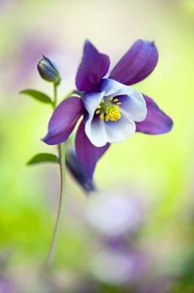 David M Collard Profile Photo