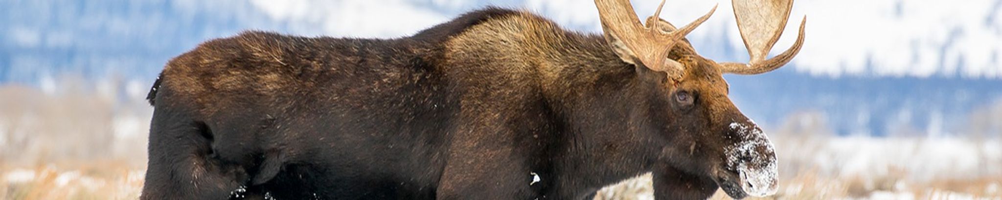 Cover for Brenda Vohs's Obituary