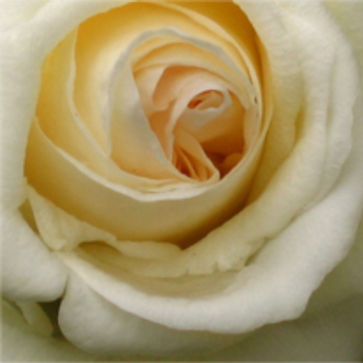 Adela Marie Robinson Profile Photo