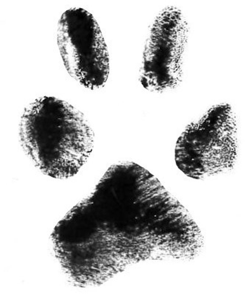 Suzie Moore Profile Photo