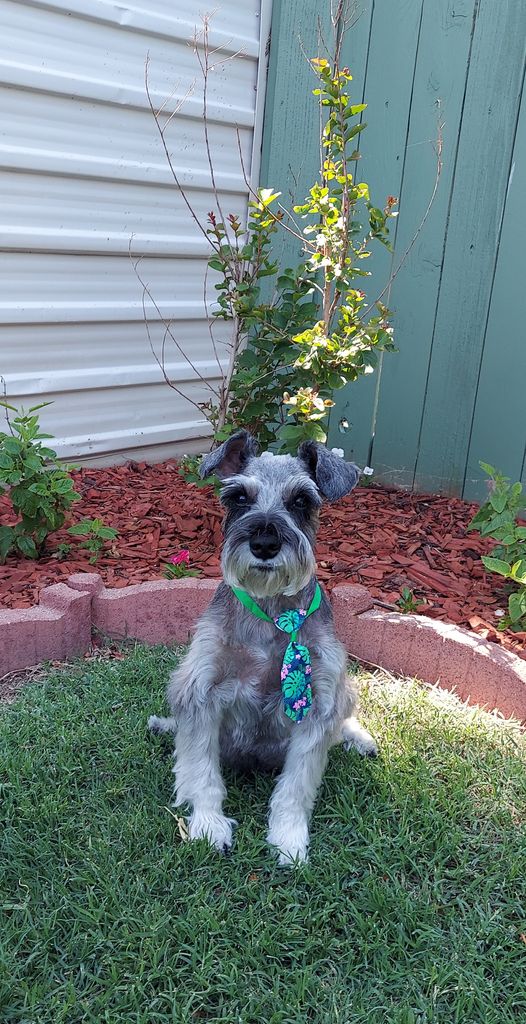 Waffles Naylor Profile Photo