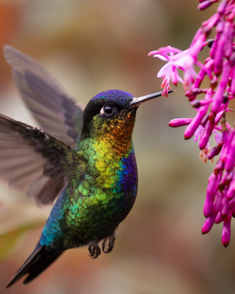 Rachelle Suzan Burk Profile Photo