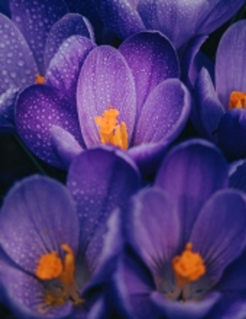 Martha Mcdowell Scoggin