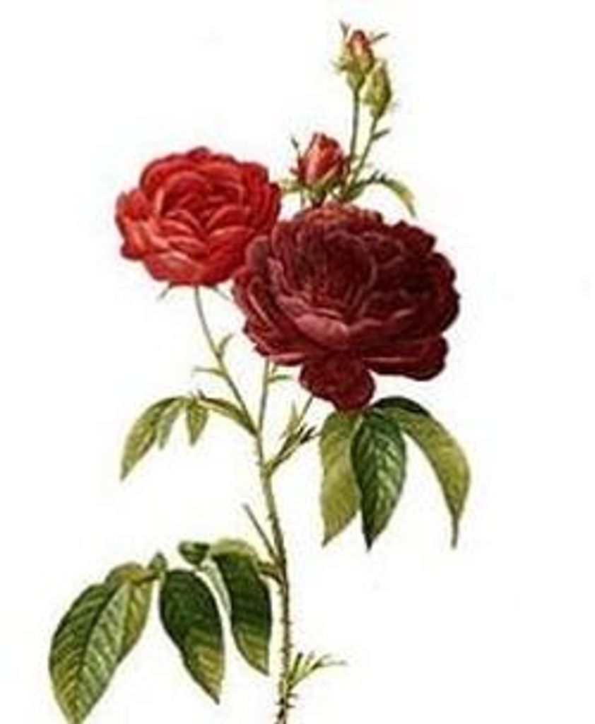 Kathleen M. Duncan Profile Photo