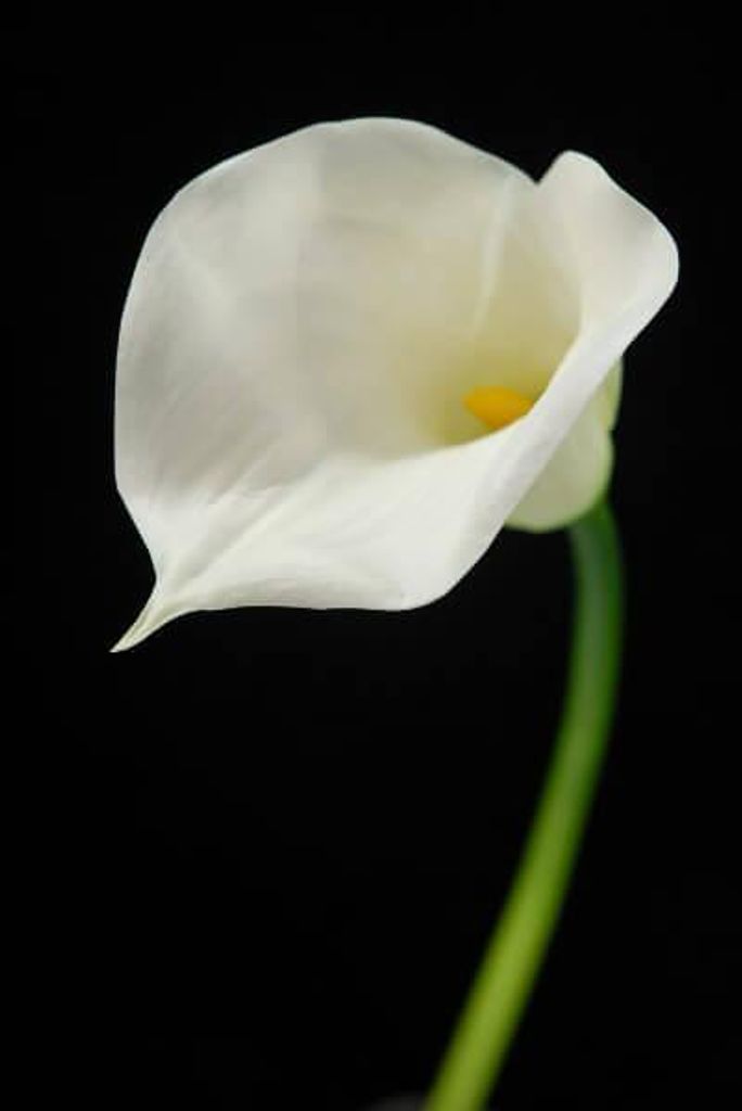 Joan Erdman