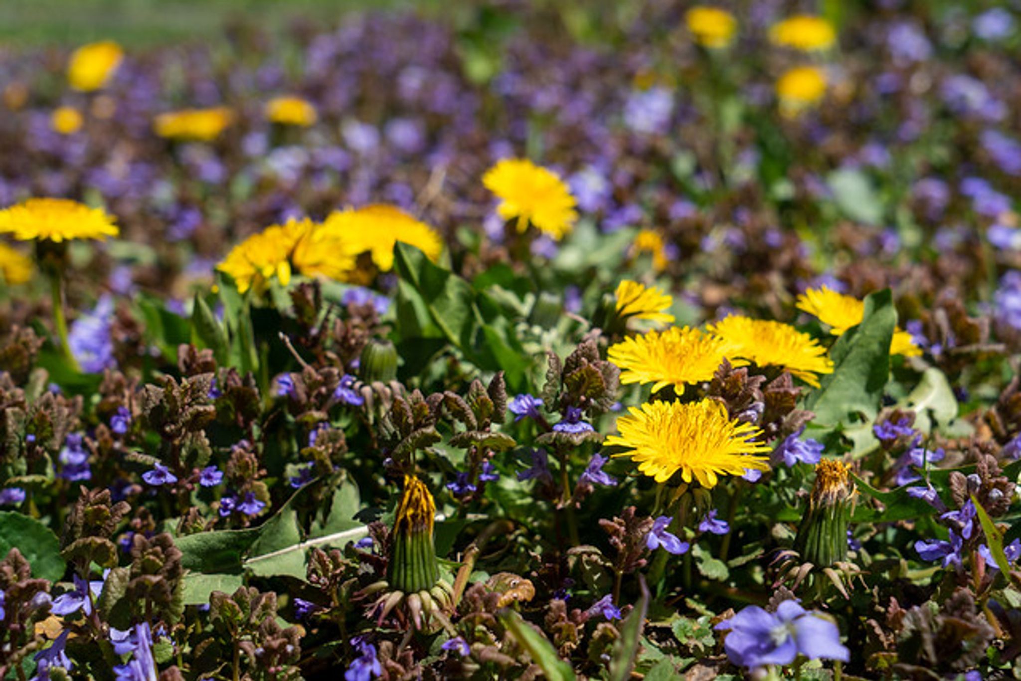 Cover for Marion J Musumeci's Obituary