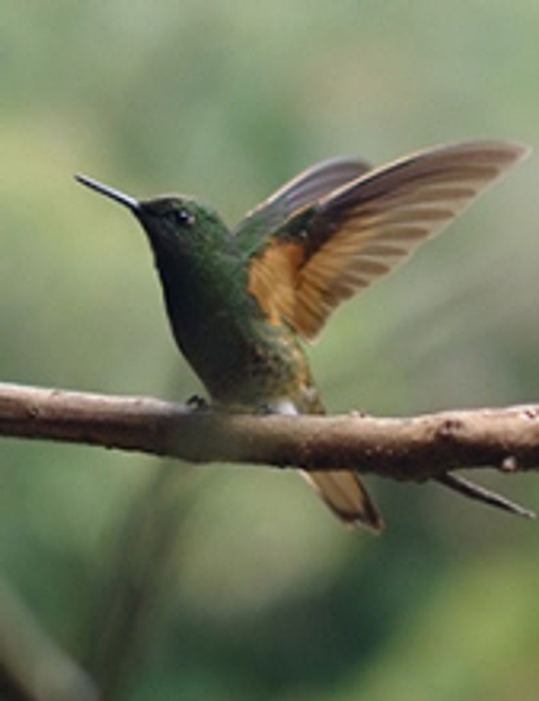 William G. Toothacker