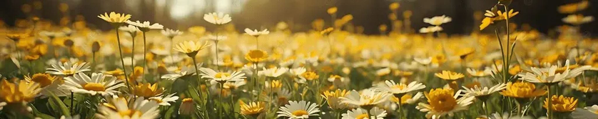 Cover for John J. Sefranek's Obituary