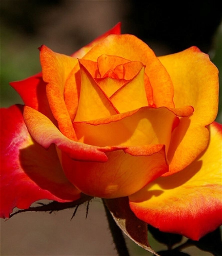 Joan Robinson Bradley