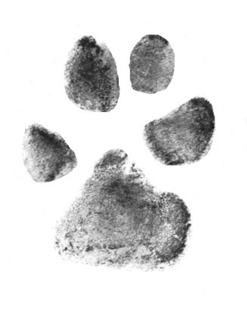 Cindy Garcia Profile Photo