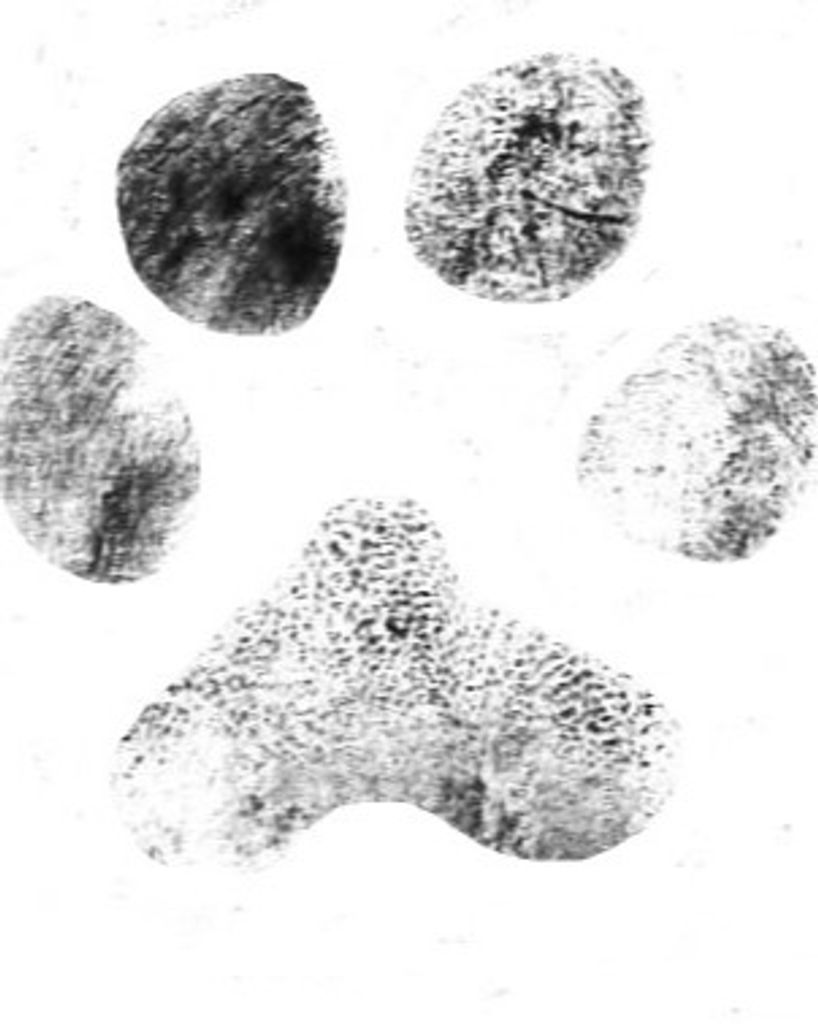 Kippy McClellan Profile Photo