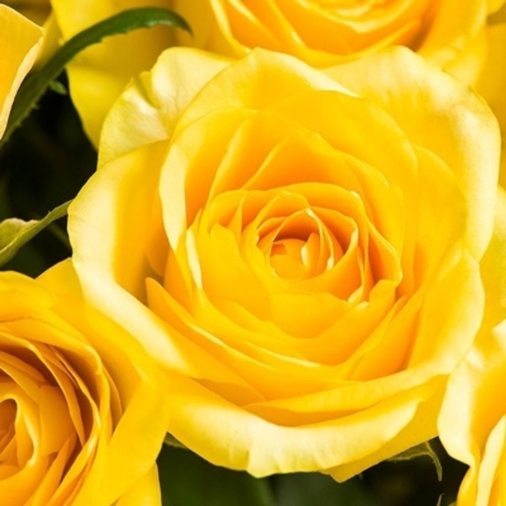 Nancy L. Lewis Profile Photo