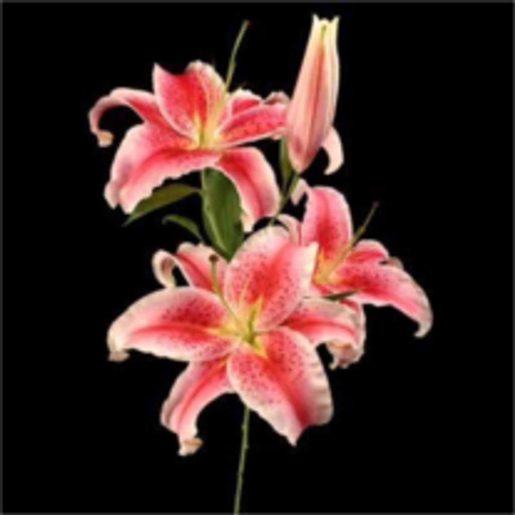 Patricia "Pat" Thomas