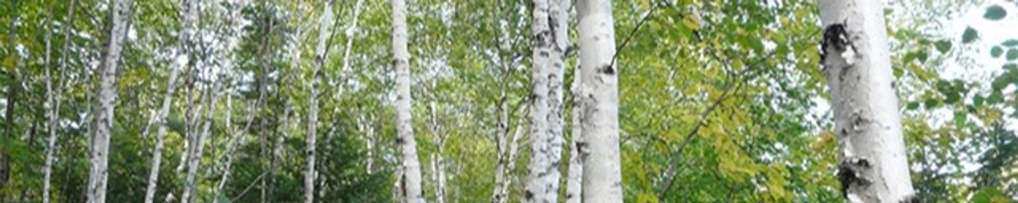 Cover photo for Susan Peters's Obituary