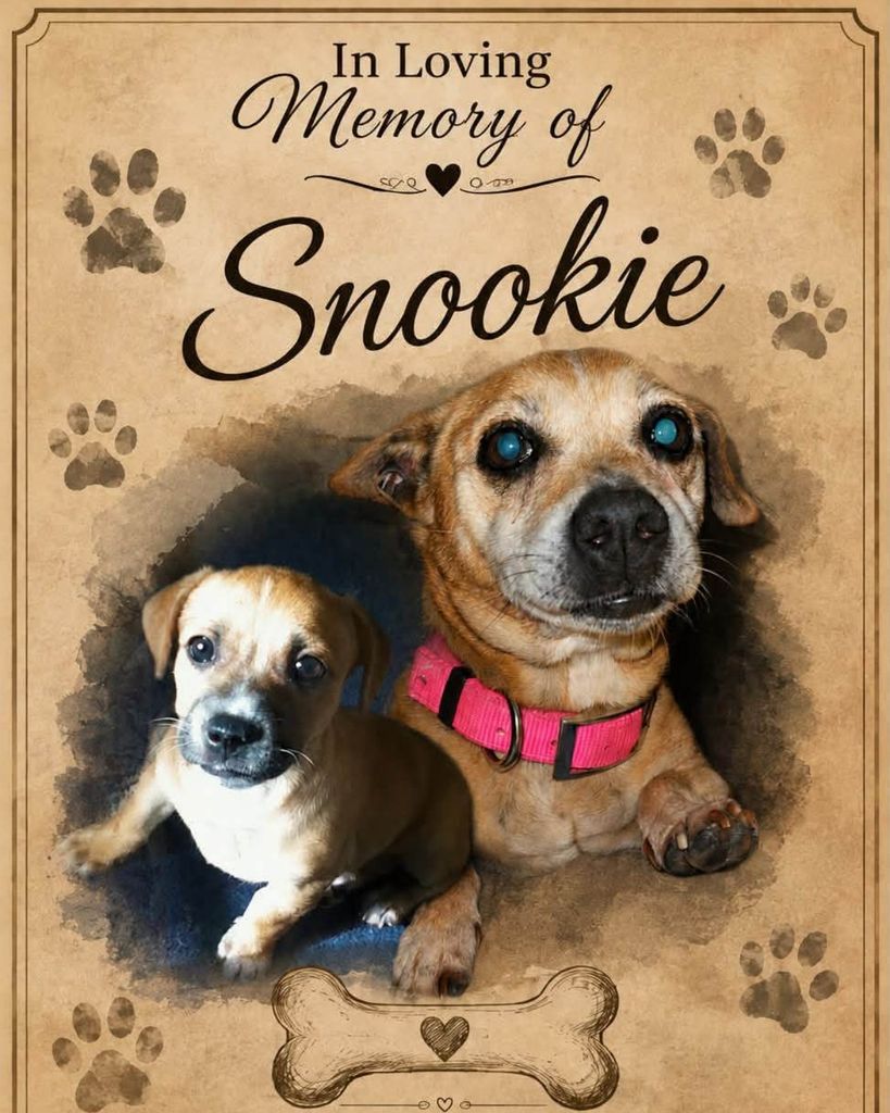 Snookie The Dog Profile Photo