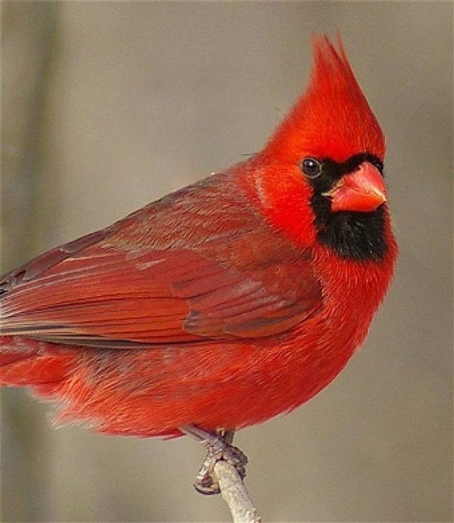 Mary Patricia "Pat" Wolf (Atkinson)