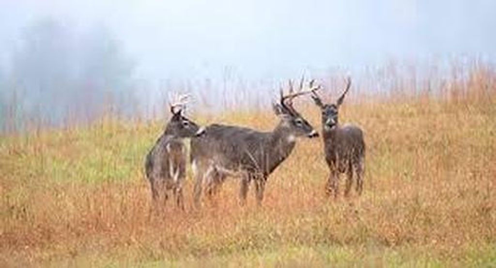 Louise H. Mastrangelo